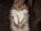 Angora Rabbits