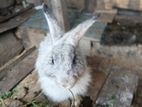 Angora Rabbits