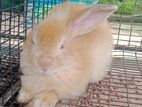 Angora rabbits