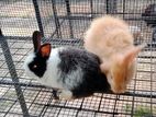 Angora Rabbits