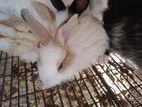 Angora Rabbits