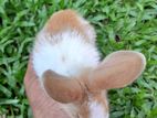Angora Rabbits
