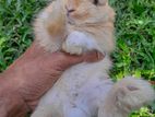 Angora Rabbits