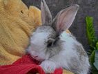 Angora Rabbit