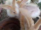 Angora rabbits