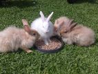 Angora Rabbits