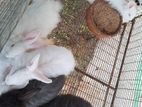 Angora Rabbits