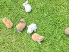 Angora Rabbits