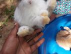 Angora Rabbits