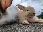 Angora Rabbits