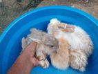 Angora Rabbits