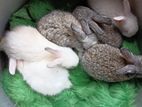 ANGORA RABBITS
