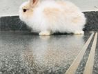 Angora Rabbits