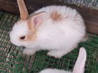 Angora Rabbits