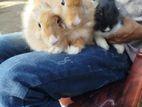 angora rebit
