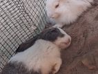 Angora White Male Rabbit