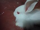 Angora White Rabbit with Red Eyes