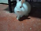Angora White Rabbit with Red Eyes