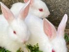 Angora White Rabbits