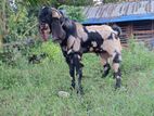 Farm Goat