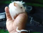 Hamster