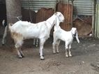 Goats