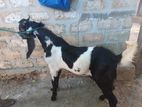 Farm Goats