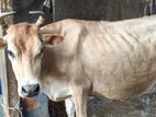 Farm Cow