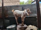 Farm Goat