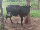 Karuppu Madu