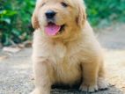 Golden Retriever Puppies