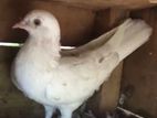Pigeons