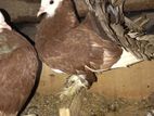 Fantail Pigeon
