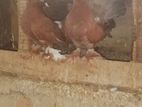 Pigeons