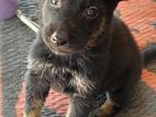 German Shepherd Puppies