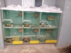 Bird Cage with Birds