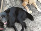 Dogs for Kind Home