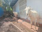 Goats Aadu