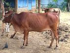 Farm Cow