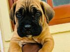 Cane Corso Puppies