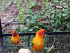 Sun Conure Pair with Cage