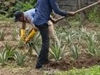 අන්නාසි පැළ