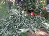 අන්නාසි පැළ