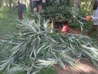 අන්නාසි පැළ