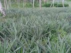 අන්නාසි පැළ- (Pineapple Plants)