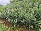 අන්නාසි පැළ- (Pineapple Plants)