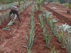 අන්නාසි පැළ- (Pineapple Plants)