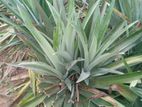 අන්නාසි පැළ- (Pineapple Plants)