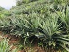 අන්නාසි පැළ- (Pineapple Plants)