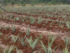 අන්නාසි පැළ- (Pineapple Plants)